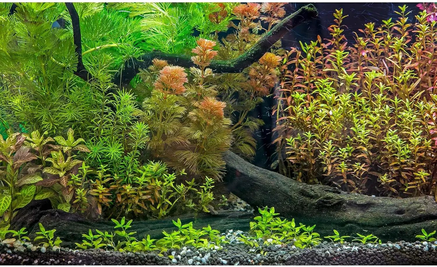 Aquarium Background Underwater Grass Leaves with Pebbles Exquisite Fish Tank Background Vivid Green Aquatic Plant Stone River Bed Fish Dead Wood Fresh Leaves Tank Background Decors 36x18in by GreenHaven Gardens