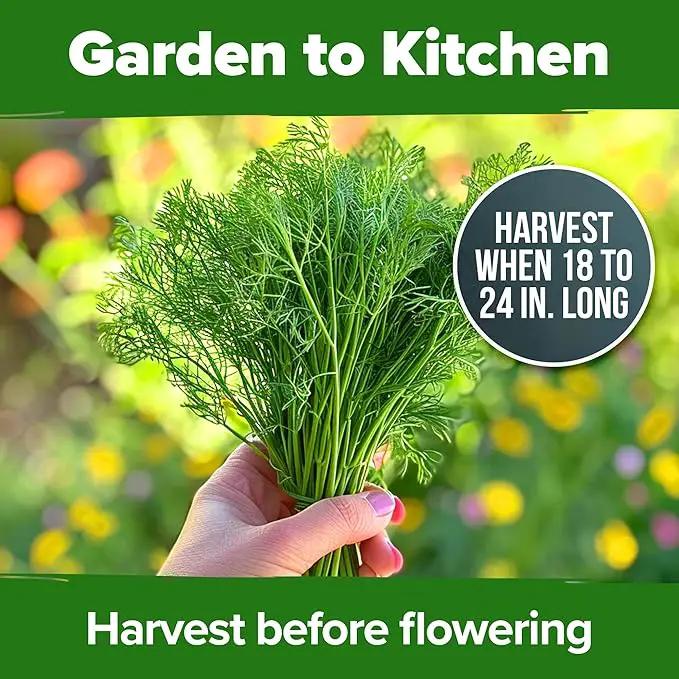 HOME GROWN Dill Seeds 2 Pack (Anethum Graveolens) - 2028 Non-GMO Heirloom Herb Seeds for Planting Indoors or Outdoors, High Germination, Ideal for Herb Gardens, Pots, and Cooking Flavorful Dishes by GreenHaven Gardens