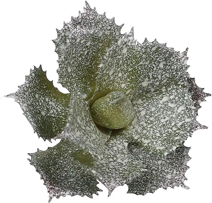 Duovlo Artificial Succulent Plant 5.15 Inch Faux Succulents Agave potatorum Flower Arrangement Craft Wall DIY Materials,Pack of 2 (New Green) by GreenHaven Gardens