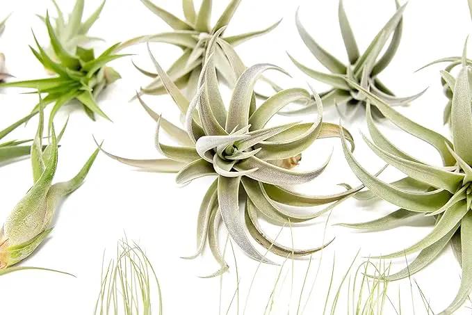 50 Pack of Classic Air Plants Variety - Live Succulent House Plants - Available in Wholesale and Bulk - Home and Garden Decor - Easy Care Indoor/Outdoor Air Plant by GreenHaven Gardens