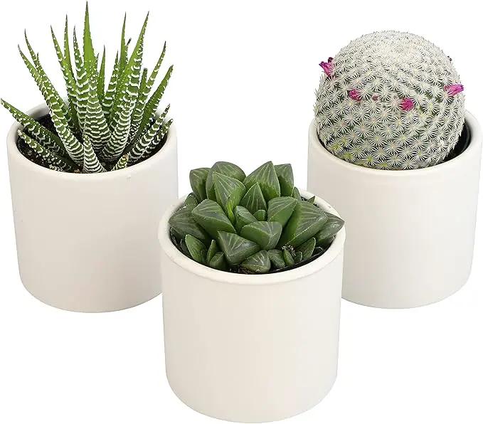 Plants for Pets Live Low Light House Plants in Ceramic Succulent Pots (3 Pack), Gasteria Succulent Plant and Cactus Plants Live with Potting Soil, Haworthia Succulents for Indoor Growing Home Décor by GreenHaven Gardens