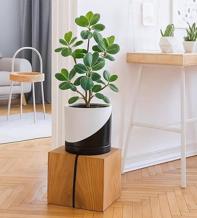 D'vine Dev 8.2 Inch Ceramic Planter Pot with Drainage Hole and Saucer, Indoor Cylinder Round Planter Pot, Oblique Monochrome Black and White, 94-O-D-K by GreenHaven Gardens