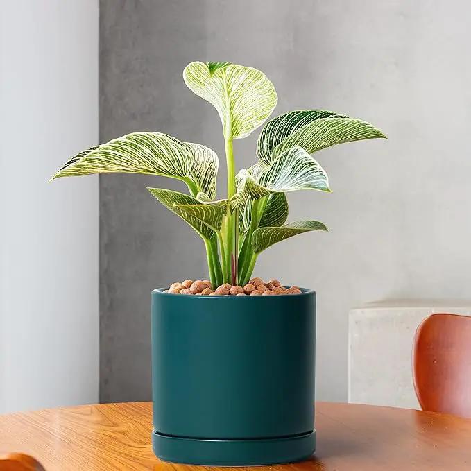 D'vine Dev 6 Inch Ceramic Planter Pot with Drainage Hole and Saucer, Indoor Cylinder Round Planter Pot, Teal, 94-O-C-9 by GreenHaven Gardens