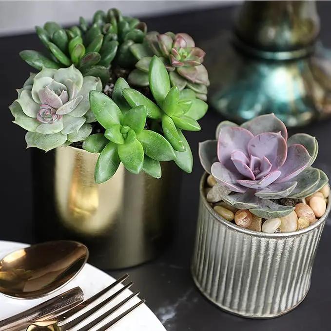Altman Plants, Live Succulent Plants (20 Pack) Assorted Potted Succulents Plants Live House Plants in Cacti and Succulent Soil Mix, Cactus Plants Live Indoor Plants Live Houseplants in Planter Pots by GreenHaven Gardens