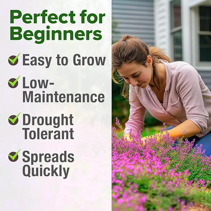 Home Grown Purple Creeping Thyme Seeds – Non-GMO Ground Cover Flowers – 22000+ Edible Herb Seeds for Planting Lawns & Paths – 3g Perennial Thymus serpyllum by GreenHaven Gardens