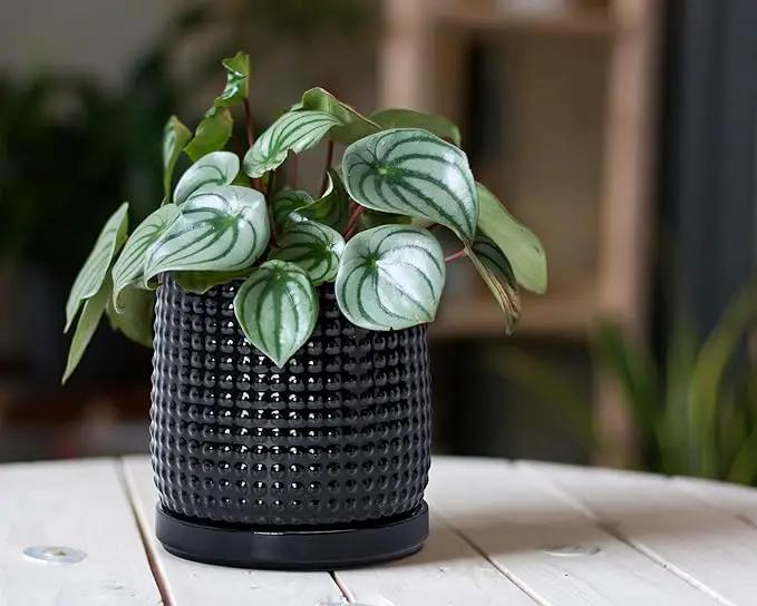 D'vine Dev 6 Inch 4 Inch Ceramic Indoor Planter Pots with Drainage Hole and Saucer, Beaded Design Flower Pots, Set of 2, Gloss Black, 27-D-U-2 by GreenHaven Gardens