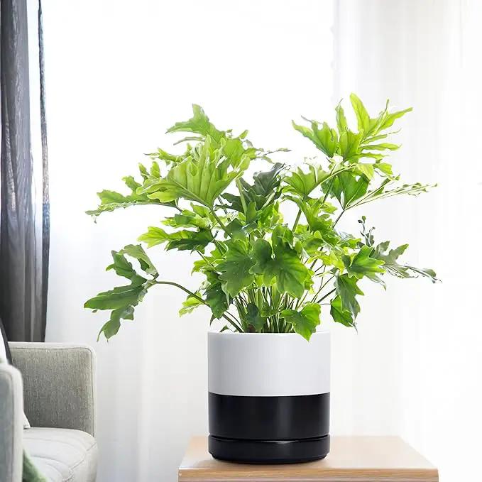 D'vine Dev 6.5 Inch Ceramic Planter Pot with Drainage Hole and Saucer, Indoor Cylinder Round Planter Pot, Layered Monochrome Black & White, 94-O-C-L by GreenHaven Gardens