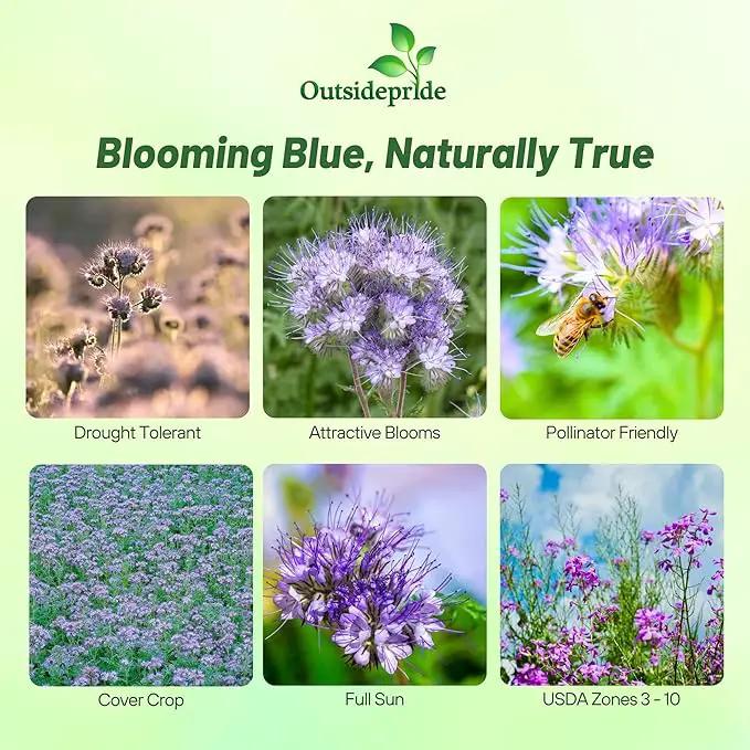Outsidepride Lacy Phacelia Seeds for Planting - 1 Lb. Annual, Drought-Tolerant Wildflower Seeds with Light Violet Flowers, Ideal for Pollinator Gardens, Erosion Control, & Attracts Bees & Butterflies by GreenHaven Gardens