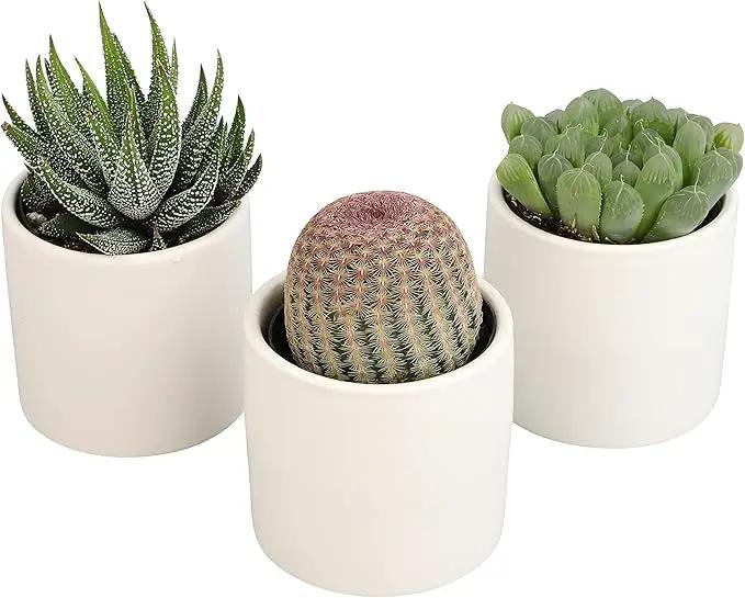 Plants for Pets Live Low Light House Plants in Ceramic Succulent Pots (3 Pack), Gasteria Succulent Plant and Cactus Plants Live with Potting Soil, Haworthia Succulents for Indoor Growing Home Décor by GreenHaven Gardens