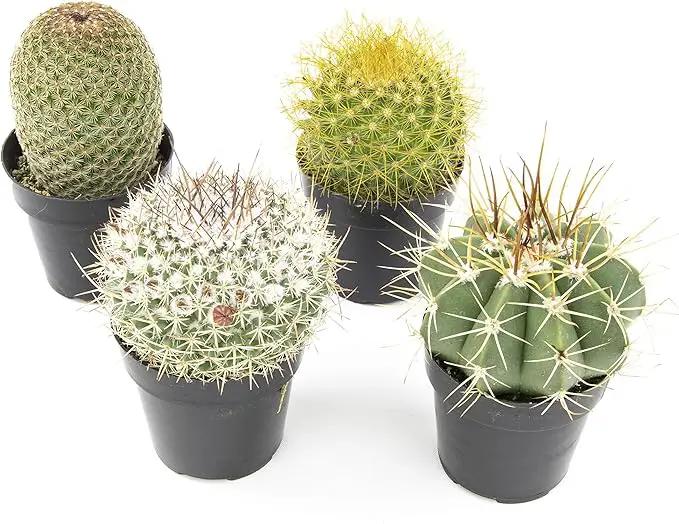 Altman Plants, Assorted Cactus Plants Live Cactus Decor (4PK), Cactus Plant Live Succulents Plants Live in Cactus Soil Potting Mix, Live Cacti Plants Live Succulent Plants Live Plants in Cactus Pot by GreenHaven Gardens