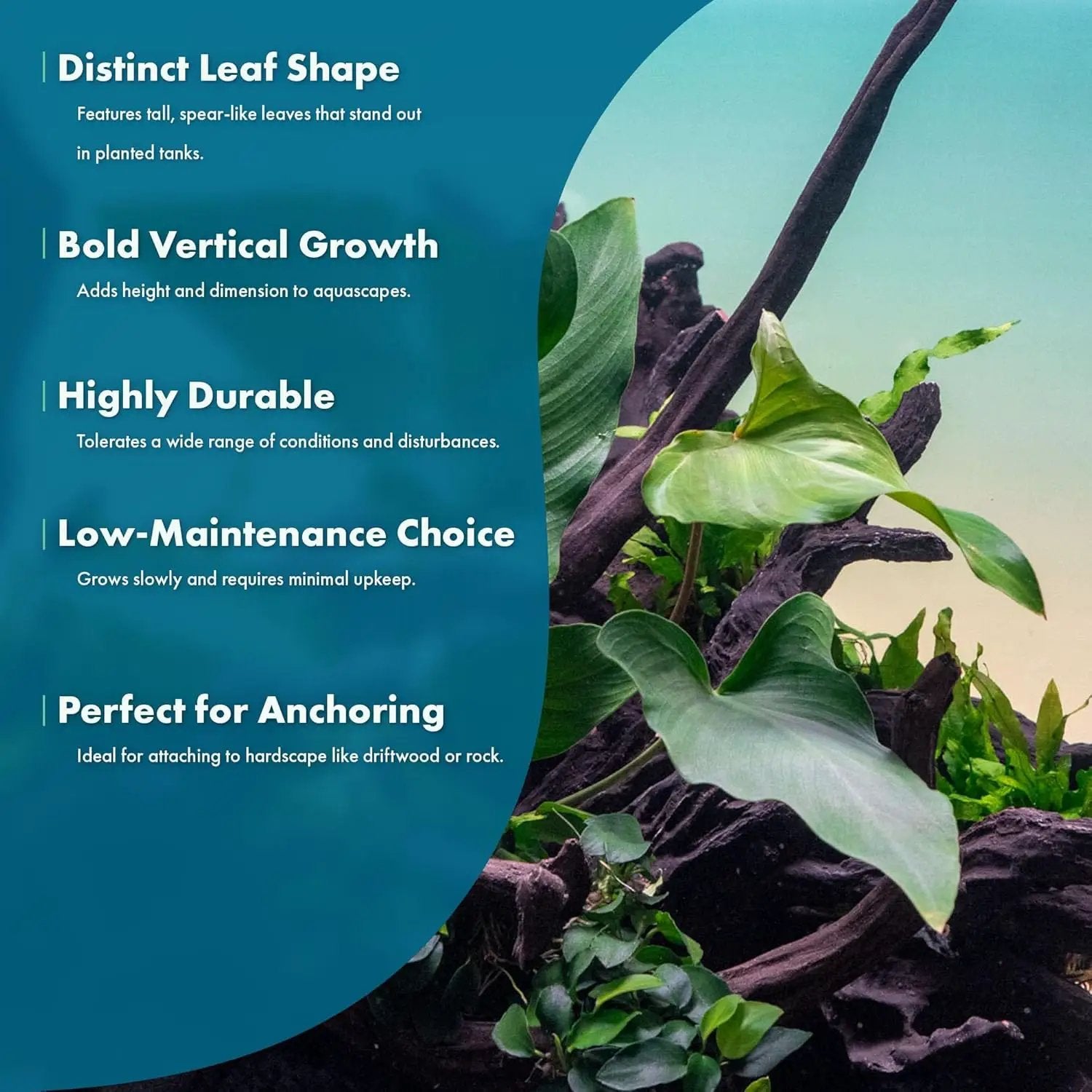 Live Plants – Anubias Hastifolia (Anubias hastifolia) – Low to Moderate Light, Medium to Dark Green Arrow-Shaped Leaves, Midground to Background Tank Placement - Pot, 3 Pack by GreenHaven Gardens
