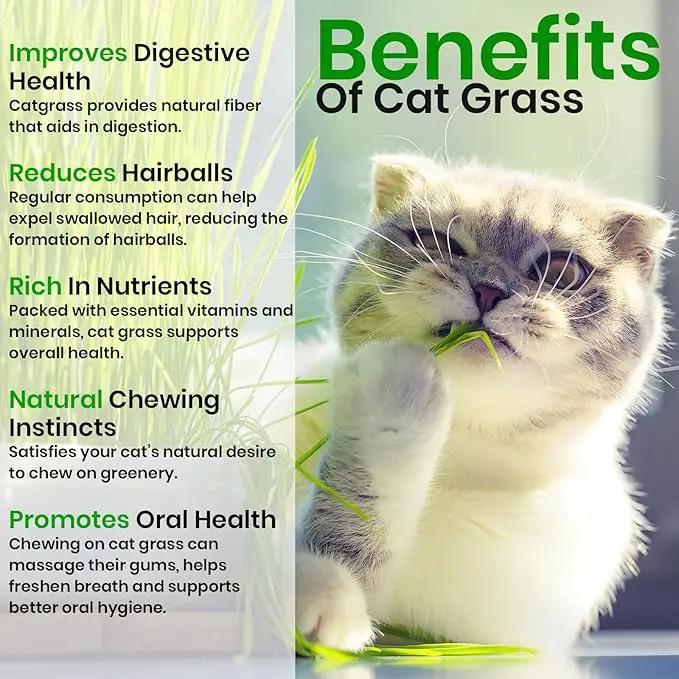 NatureZ Edge Cat Grass Seeds & Catnip Seeds - 3 Pack Variety Kit, Cat Grass for Indoor Cats, Oat & Barley Seeds for Planting, Cat Plant, Indoor Cat Grass Kit, hierba para Gatos by GreenHaven Gardens