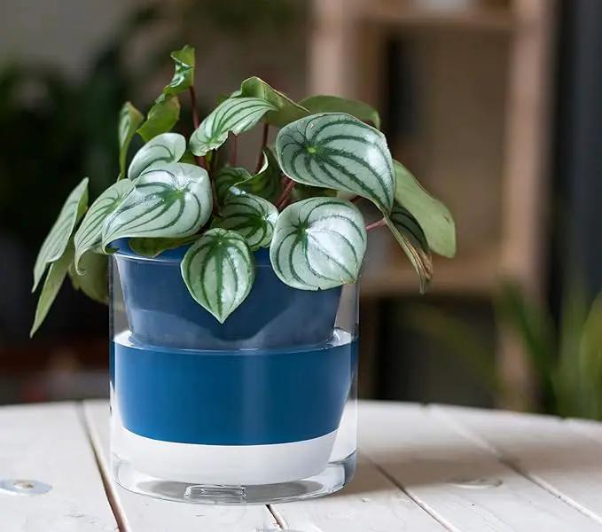 D'vine Dev 6 Inch Design Self Watering Planter for Indoor Plants, Blue Terracotta Pot with Cylinder Glass Cup, 37-X-B-4 by GreenHaven Gardens