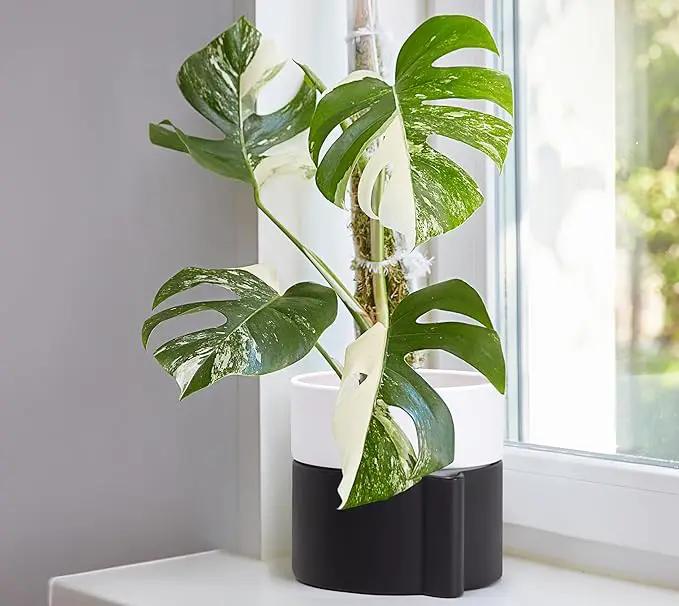 Phoenix Vine 6.5 Inch Self-Watering Planter Pot with Terracotta Insert, Deep Water Reservoir, and Ceramic-Alike BPA-Free Plastic Pot for Plant, Modern Planter for Houseplants, Black/White, 53-C-S-7 by GreenHaven Gardens