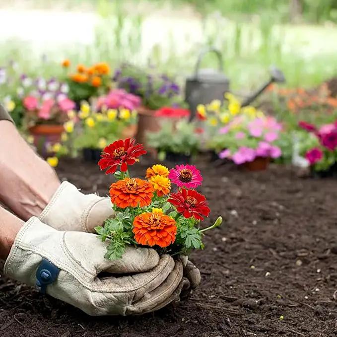 5 Kit - Growing into Shasta Daisy, Cornflower, Sunflower, Zinnia, Lavender for Indoor Outdoor Garden DIY Gifts by GreenHaven Gardens