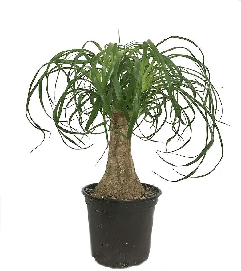 Ponytail Palm - Live Plant in a 6 Inch Growers Pot - Beaucarnea Recurvata - Beautiful Clean Air Indoor Succulent Houseplant by GreenHaven Gardens