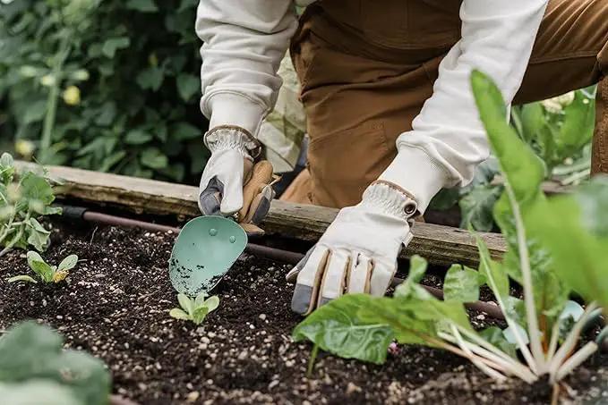Barebones Garden Scoop - Garden Spoon - Stainless Steel Small Hand Shovel for Transplanting, Digging, and Planting - Great Home Gardening Hand Tools (Ash/Mint) by GreenHaven Gardens
