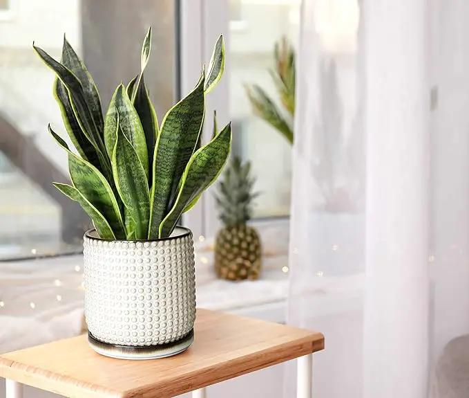 D'vine Dev Set of 2 Ceramic Plants Pots, 6 Inch Beaded Stoneware Flower Pot for Plants with Drainage Hole and Saucer, Smoked White, 27-E-X-1 by GreenHaven Gardens