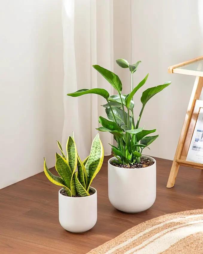 vancasso 6 Inch Ceramic Plant Pots, Planters with Drainage Hole, Flower Pots Planters Pots for Indoor Plants, Modern Indoor Decorative Garden Pot, Home Decor, White by GreenHaven Gardens