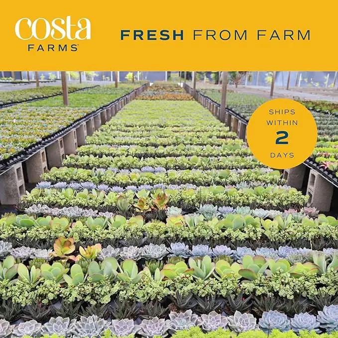 Costa Farms Live Succulent Plants (12-Pack), Mini Succulent Assortment Potted in Nursery Plant Pots, Grower's Choice Indoor Houseplants, Bulk Gift for Baby Shower, Wedding, Party, 2-Inches Tall by GreenHaven Gardens