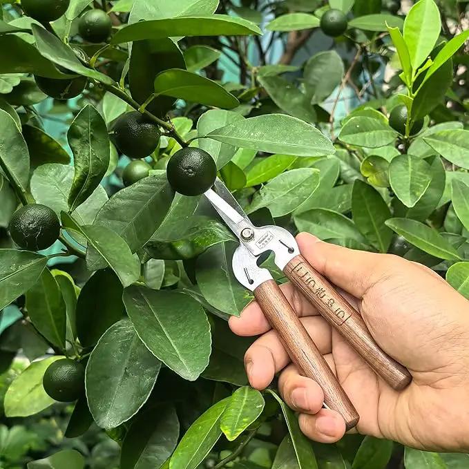 Razor Sharp Pruning Shears for Gardening, Garden Shears Carbon Steel Blade, Precision garden scissors Walnut Wood handle, 6.8” Garden Snips for Trimming Fruits, Vegetables, Flowers, Buds, Bonsai by GreenHaven Gardens