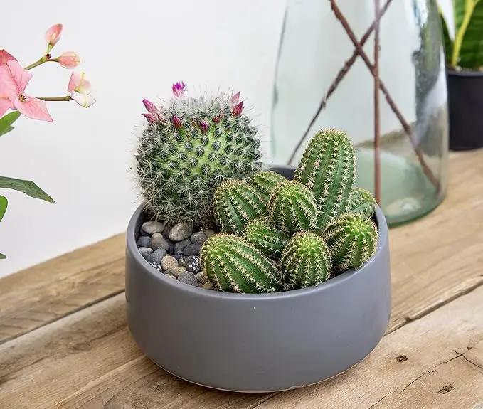 Altman Plants, Assorted Cactus Plants Live Plants (3PK), Cactus Plant Live Succulents Plants Live Cactus Decor, Indoor Plants Live House Plants in Cactus Soil, Live Cacti Plants Live Succulent Plants by GreenHaven Gardens