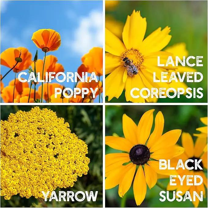 All Annual Wildflower Seeds Mix – 4 Oz, 4,000+ Seeds – 21 Varieties Including California Poppy, Indian Blanket, Scarlet Flax – Bulk Pollinator Wildflower Seed for Planting by GreenHaven Gardens