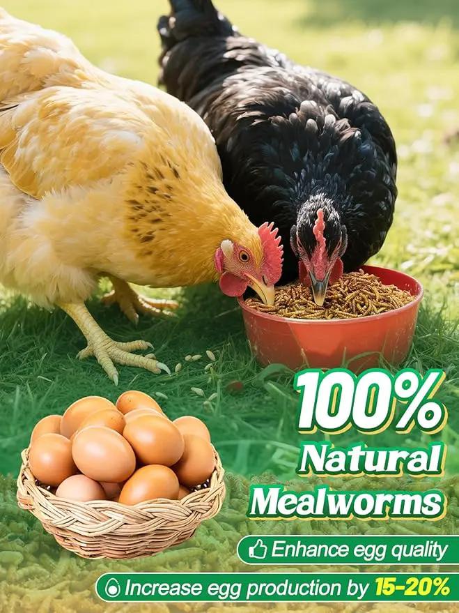 Mealworms Chicken Treats 2 Lbs with Handle Packing, High-Protein Promote Egg Production, Natural Chicken Feed for Laying Hens Wild Birds Ducks by GreenHaven Gardens