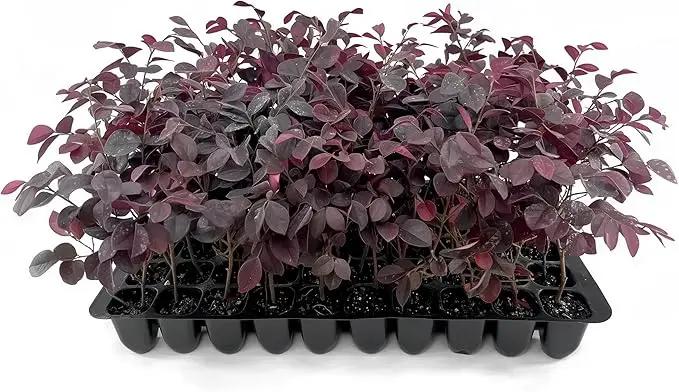 Loropetalum Carolina Midnight | 10 Live Plants | Loropetalum Chinense | Purple Foliage Shrub | Ornamental Landscape Bush | Fast Growing Plants by GreenHaven Gardens