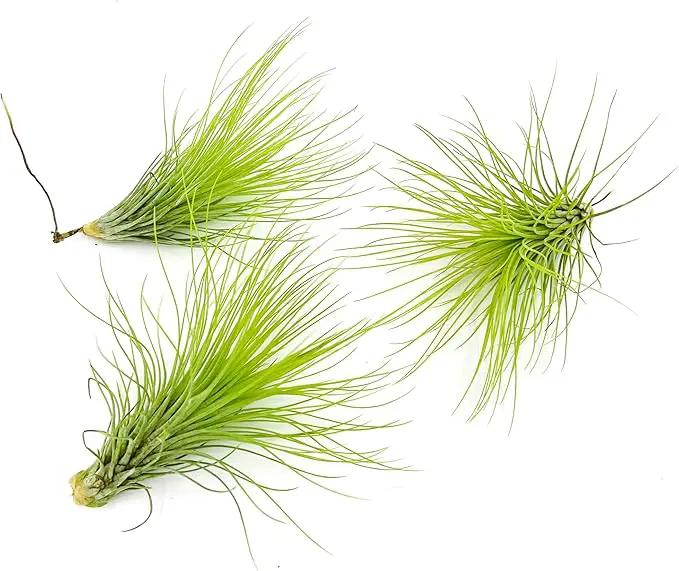 Air Plants - Tillandsia Andreana, Large 4-6" - 3ct - Live Arrival Gauranteed - House Plants for Home Decor & Gift by GreenHaven Gardens