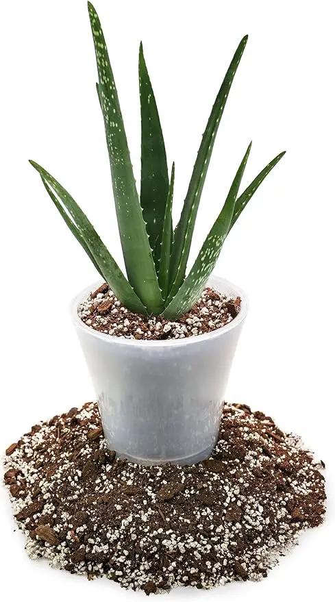 Premium Aloe Vera Potting Soil Mix - (4 Quart Bag) by GreenHaven Gardens