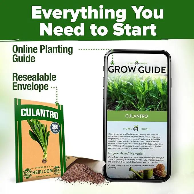 HOME GROWN Culantro Seeds - 720+ 𝗡𝗢𝗡-𝗚𝗠𝗢, 𝗨𝗦𝗔-𝗦𝗢𝗨𝗥𝗖𝗘𝗗 Heirloom Herb Seeds for Planting, Slow-Bolting, Flavorful Cilantro Alternative, Great for Outdoor Herb Gardens (Eryngium foetidum) by GreenHaven Gardens