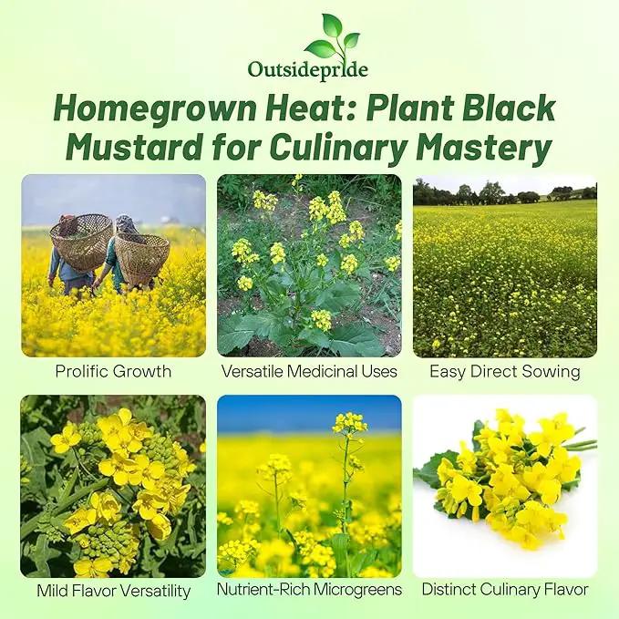 Outsidepride Black Mustard Seeds - 10000 Pcs Nutrient-Rich, Flavorful Annual Microgreen Seeds for Planting, Easy-to-Grow, Ideal for Indoor & Outdoor Cultivation, Soil & Hydroponic Systems by GreenHaven Gardens