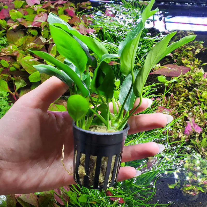 Anubias Live Aquarium Plants - Potted Freshwater Plant for Fish Tanks, Terrariums - Beginner Friendly Low Light (Nana, 5 Pots) by GreenHaven Gardens