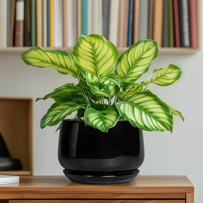 G EPGardening 6 Inch Planter - Ceramic Pot for Plants, Ceramic Planter with Drainage and Saucer, Round Flower Pot Indoor Outdoor, Modern Room Decor, Home Gifts, Black by GreenHaven Gardens