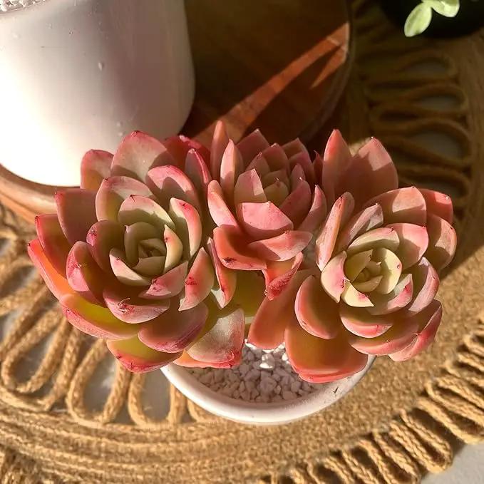 FWPP Live Succulents Plants Echeveria Silk Veil 3 inches,Rare Pink Succulents Bare Root Without Pot Soil, Live Plants Indoor Office Decoration Wedding and Gift by GreenHaven Gardens