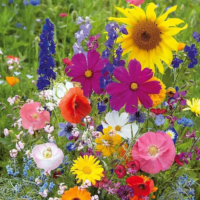 Eden Brothers Fairytale Flower Mixed Seeds for Planting, 1 lb, 480,000+ Seeds with Calendula, Cosmos Dazzler, Cornflower | Attracts Pollinators, Plant in Spring or Fall, Zones 3, 4, 5, 6, 7, 8, 9, 10 by GreenHaven Gardens