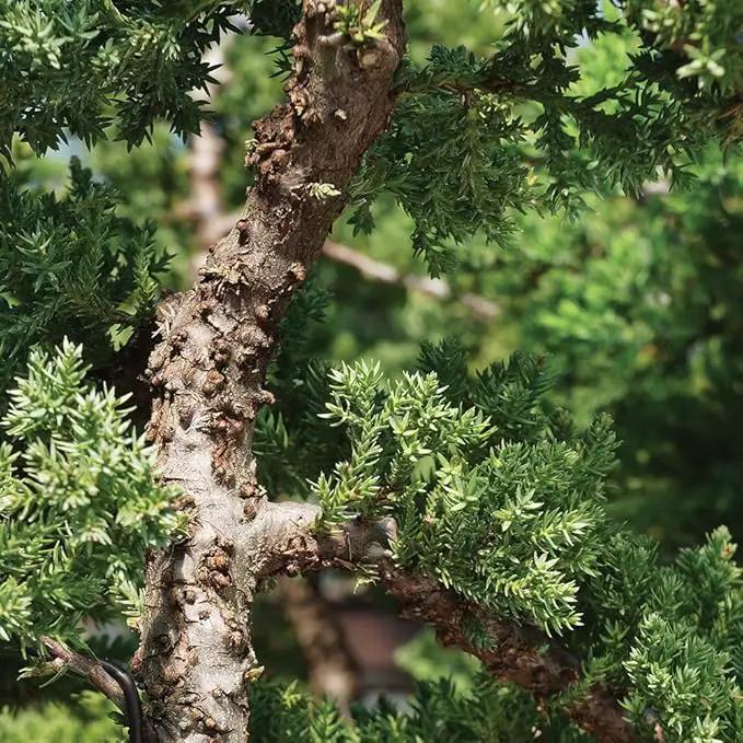 Brussel's Bonsai Live Green Mound Juniper Bonsai Tree - Medium, 5 Year, 6 to 10 Inches - Outdoor Bonsai Tree Live with Water Bonsai Pot (Not Sold in California) by GreenHaven Gardens