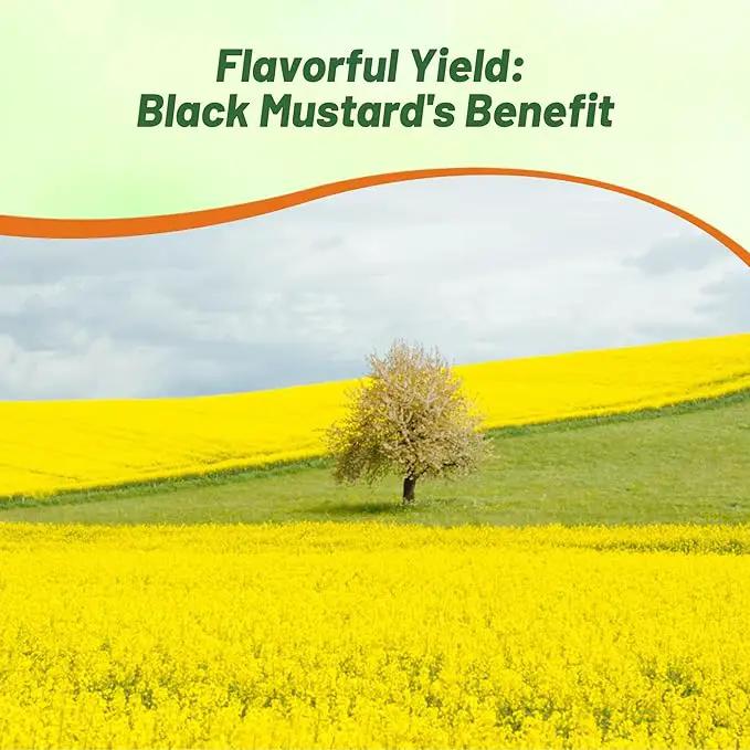 Outsidepride Black Mustard Seeds - 10000 Pcs Nutrient-Rich, Flavorful Annual Microgreen Seeds for Planting, Easy-to-Grow, Ideal for Indoor & Outdoor Cultivation, Soil & Hydroponic Systems by GreenHaven Gardens