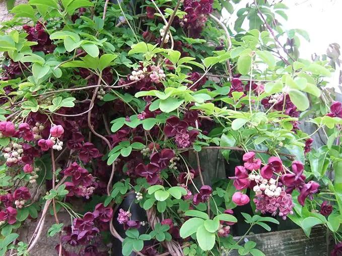 Chocolate Vine Perennial - Edible - Akebia quinata - 2.5" Pot by GreenHaven Gardens