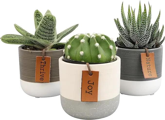 Succulents Plants Live in Plant Pot Set (3 Pack), Succulent Cactus Plants Live Plants, Indoor Plants Live Gardening Gifts for Plant Lovers, Live Succulents Plants Live Houseplants by Plants for Pets by GreenHaven Gardens