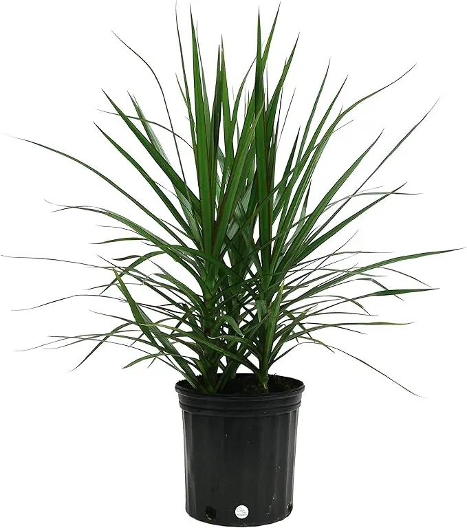 Costa Farms Dracaena Marginata Magenta Madagascar Dragon Tree Live Indoor Plant, 3 to 4-Feet Tall, Potted in Grower's Pot by GreenHaven Gardens