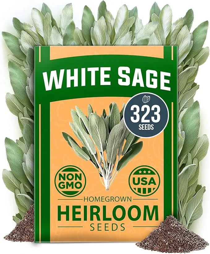 HOME GROWN 𝗨𝗦𝗔 𝗣𝗥𝗘𝗠𝗜𝗨𝗠 White Sage Seeds 323 Pack 𝗡𝗢𝗡-𝗚𝗠𝗢 Heirloom Seeds - Grow Aromatic Sage Plants for Your Herb Seeds Garden with Sage for Planting Outdoor or Indoor (Salvia apiana) by GreenHaven Gardens