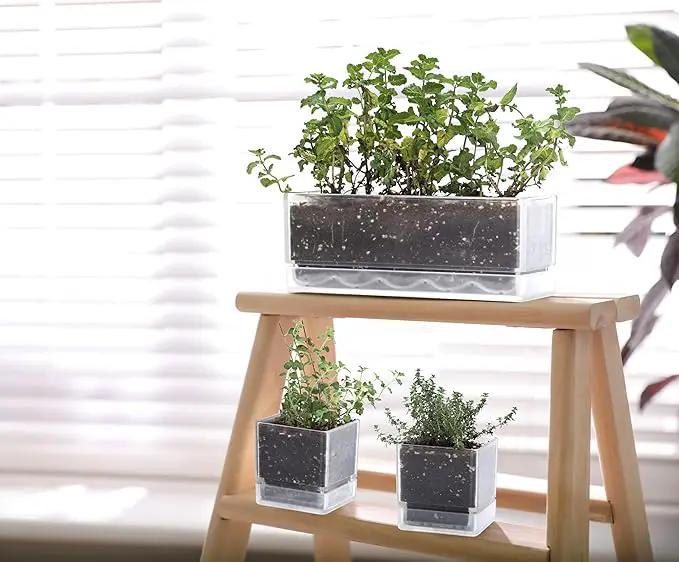 D'vine Dev 12 Inch Window Box Planter, Rectangle Plastic Herb Planter with Drainage Holes and Saucer, Indoor Succulent Cactus Vegetable Pot for Windowsill, Garden Balcony, Clear, Set of 2, 76-X-D-2 by GreenHaven Gardens