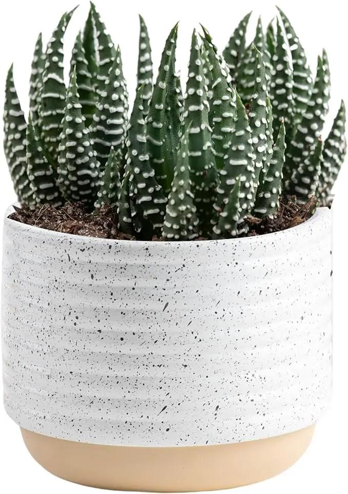 Costa Farms Live Succulent, Easy to Grow Haworthia Plant in Planter Pot, Succulent Houseplant in Potting Soil, Indoors Garden Gift, Cacti Room Décor and Home Décor, 4-Inches Tall by GreenHaven Gardens