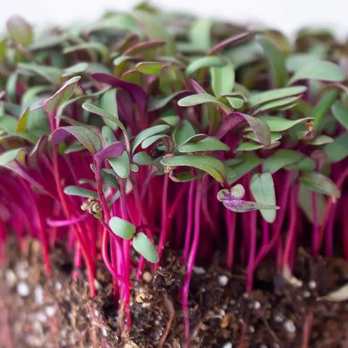Beet Seeds - Red Round - 1 Oz ~1,500 Seeds - Beta vulgaris - Microgreens Seed - Non-GMO, Heirloom, Open Pollinated, Annual by GreenHaven Gardens