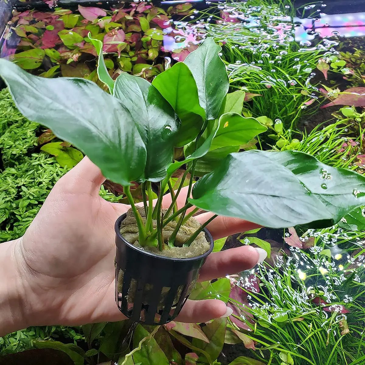 Anubias Live Aquarium Plants - Potted Freshwater Plant for Fish Tanks, Terrariums - Beginner Friendly Low Light (Barteri, 3 Pots) by GreenHaven Gardens
