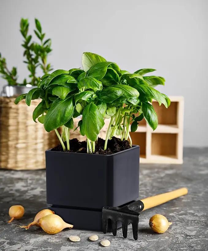 4 Inch Herb Planter Pot, Plastic Planter with Drainage Holes and Saucer, Modern Decorative Gardening Pot for Indoor Plants, Flowers, Herbs, Succulents, Black, Set of 1, 76-Y-B-1 by GreenHaven Gardens