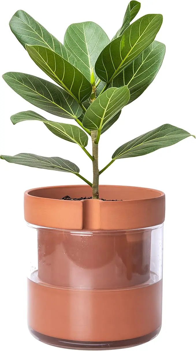 Phoenix Vine 8 Inch Self Watering Planter Pot, Terracotta Clay Pot with Glass Reservoir for Indoor Plants, Herbs, Flowers, Set of 1, 52-A-H-1 by GreenHaven Gardens