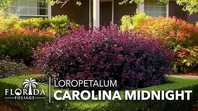 Loropetalum Carolina Midnight | 3 Live Plants | Loropetalum Chinense | Purple Foliage Shrub | Ornamental Landscape Bush | Fast Growing Plants